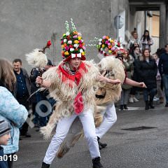kzvoneca019