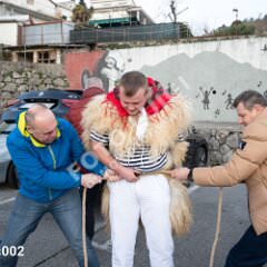 krukavac002