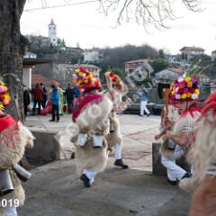 krukavac019